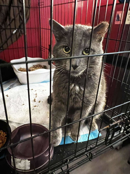 Clyde, an adoptable Domestic Short Hair in Maple Heights, OH