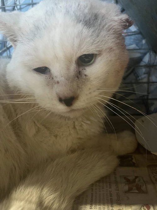 Concrete, an adoptable Domestic Short Hair in Maple Heights, OH