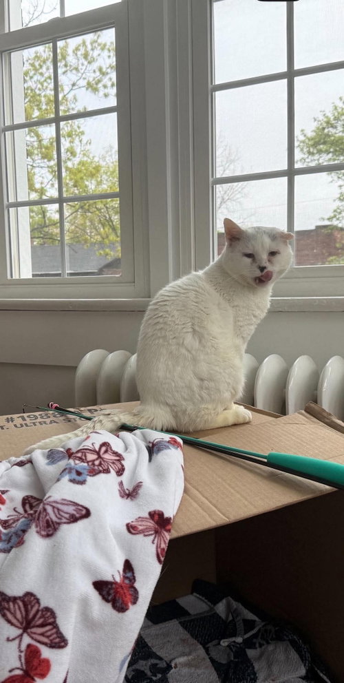 Concrete, an adoptable Domestic Short Hair in Maple Heights, OH