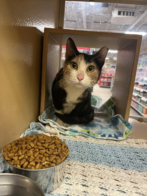 Strawberry Fields, an adoptable Domestic Short Hair in Maple Heights, OH