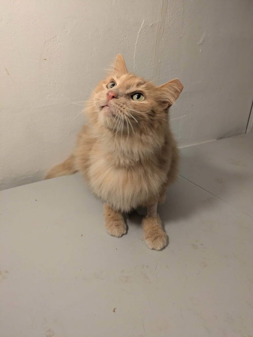 Cinnamon Toast Crunch, an adoptable Domestic Long Hair in Maple Heights, OH