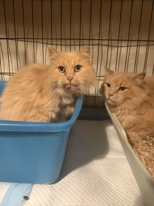 Cinnamon Toast Crunch, an adoptable Domestic Long Hair in Maple Heights, OH