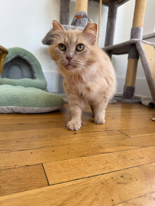 Cinnamon Toast Crunch, an adoptable Domestic Long Hair in Maple Heights, OH