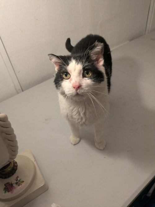 Iceman, an adoptable Domestic Medium Hair in Maple Heights, OH