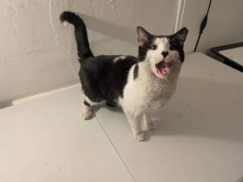 Titanium, an adoptable Domestic Short Hair in Maple Heights, OH