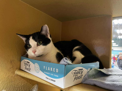 Selena, an adoptable Domestic Short Hair in Maple Heights, OH