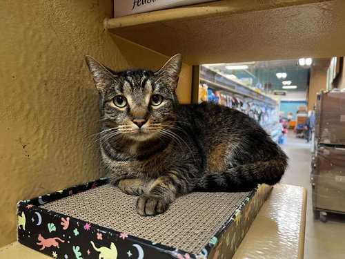 Brutus, an adoptable Domestic Short Hair in Maple Heights, OH