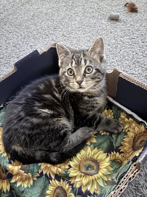 Slayer, an adoptable Domestic Short Hair in Maple Heights, OH