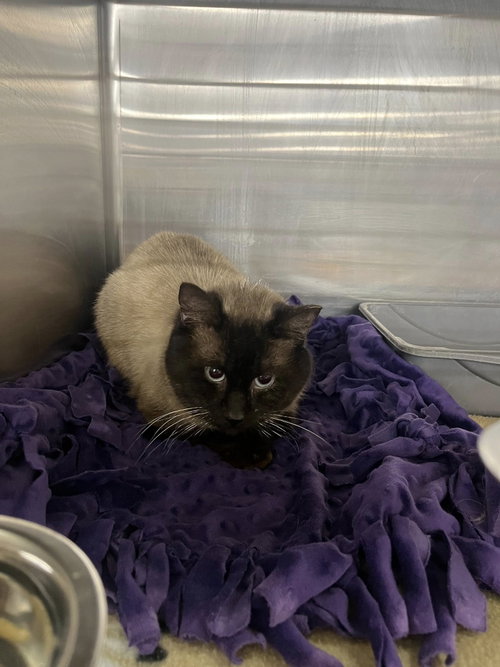 Smaug, an adoptable Domestic Short Hair in Maple Heights, OH