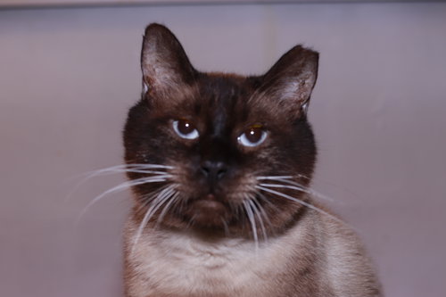 Smaug, Adult Domestic Short Hair / Mixed (short coat), cat for adoption in Maple Heights, Ohio