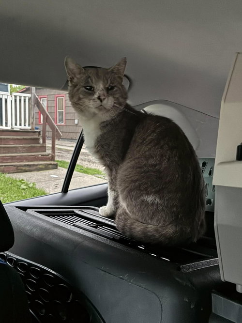 Biscoff, an adoptable Domestic Short Hair in Maple Heights, OH