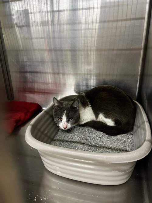 Macaron, Adult Domestic Short Hair / Mixed (short coat), cat for adoption in Maple Heights, Ohio