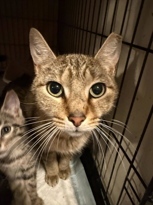 Macadamia Nut, an adoptable Domestic Short Hair in Maple Heights, OH