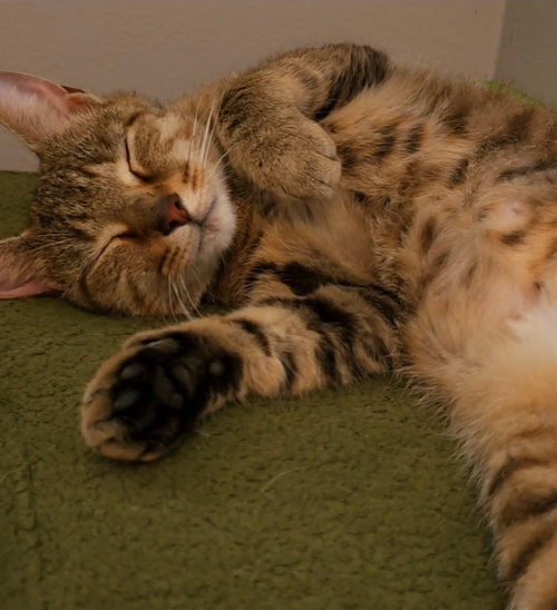 Macadamia Nut, Adult Domestic Short Hair / Mixed (short coat), cat for adoption in Euclid, Ohio