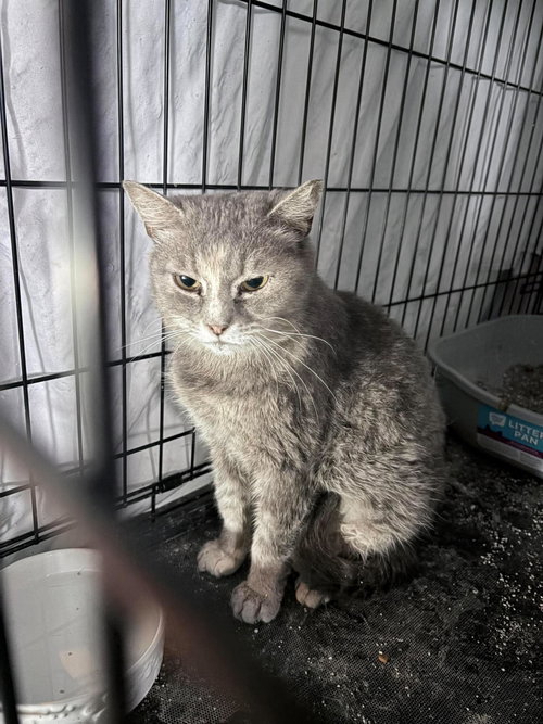 Magistrate, an adoptable Domestic Short Hair in Maple Heights, OH
