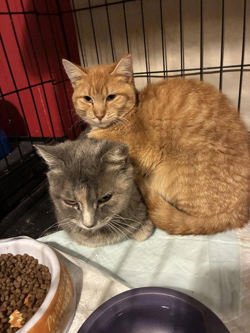 Defendant, an adoptable Domestic Short Hair in Maple Heights, OH