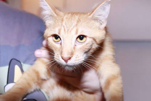Defendant, Baby Domestic Short Hair / Mixed (short coat), cat for adoption in Maple Heights, Ohio