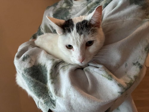 The Swedish Chef, an adoptable Domestic Short Hair in Maple Heights, OH