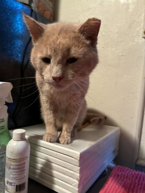 Jury, an adoptable Domestic Short Hair in Maple Heights, OH