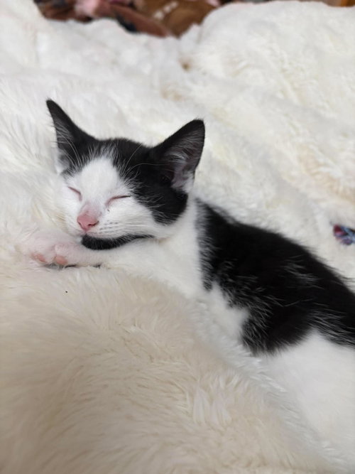 Daffy Duck, an adoptable Domestic Short Hair in Maple Heights, OH