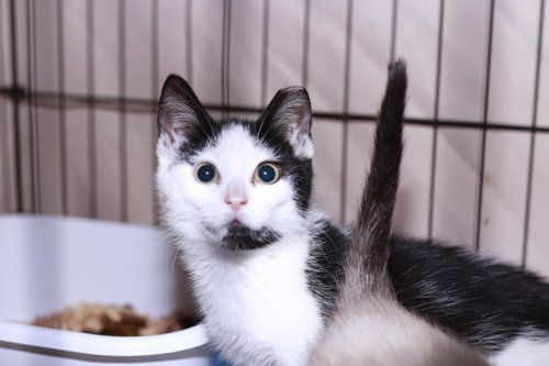 Daffy Duck, Baby Domestic Short Hair / Mixed (short coat), cat for adoption in Maple Heights, Ohio