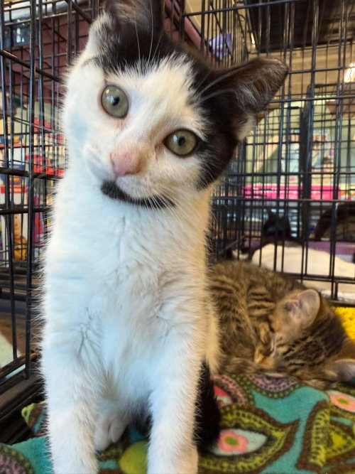 Daffy Duck, Baby Domestic Short Hair / Mixed (short coat), cat for adoption in Euclid, Ohio