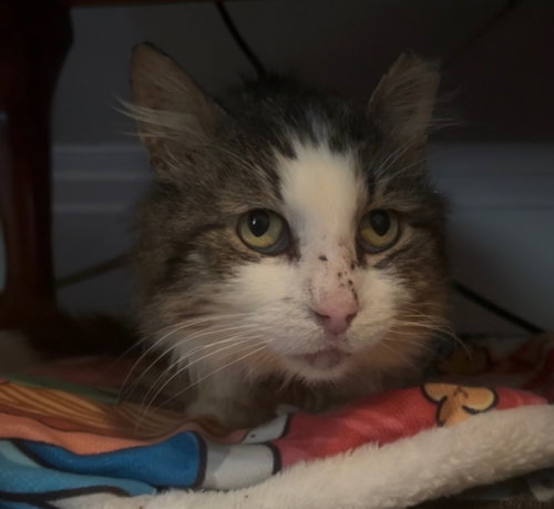 Kalamata Olive, an adoptable Domestic Long Hair in Maple Heights, OH