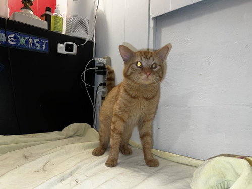Grand Canyon, an adoptable Domestic Short Hair in Maple Heights, OH