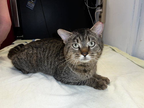 Rocky Mountain, an adoptable Domestic Short Hair in Maple Heights, OH