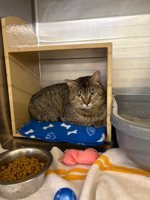 Rocky Mountain, Adult Domestic Short Hair / Mixed (short coat), cat for adoption in Maple Heights, Ohio