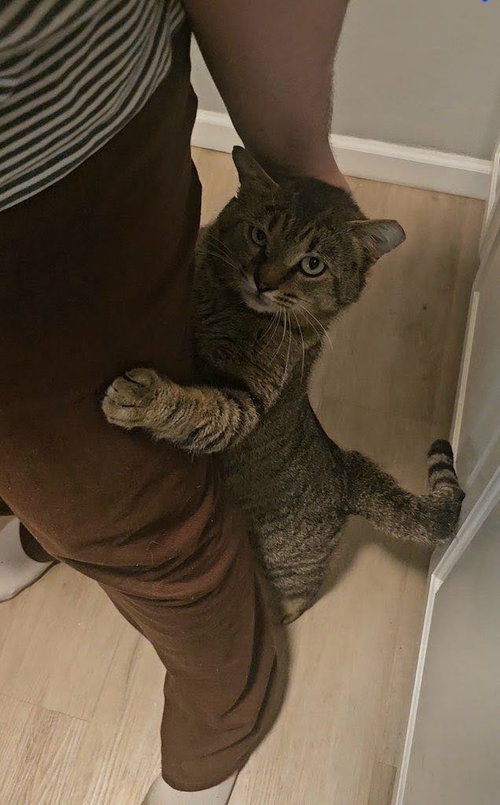 Rocky Mountain, Adult Domestic Short Hair / Mixed (short coat), cat for adoption in Euclid, Ohio