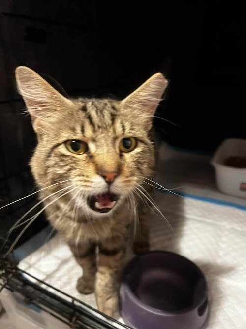 Yosemite, an adoptable Domestic Medium Hair in Maple Heights, OH