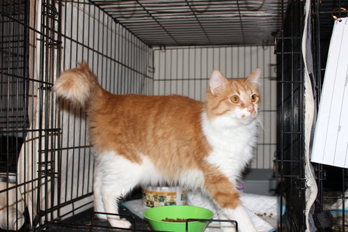 Ember, an adoptable Domestic Long Hair in Maple Heights, OH