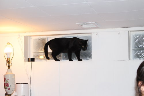 Drygmys, an adoptable Domestic Short Hair in Maple Heights, OH