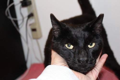 Drygmys, Adult Domestic Short Hair / Mixed (short coat), cat for adoption in Euclid, Ohio