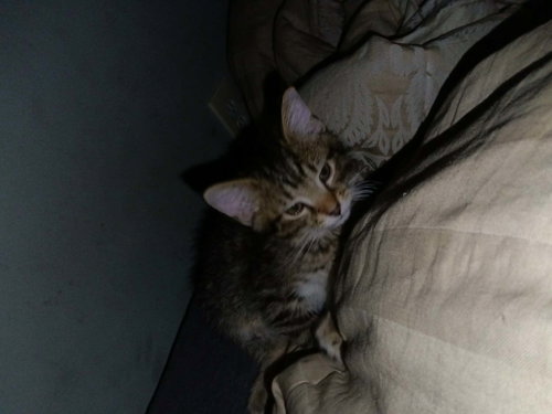Ophelia, an adoptable Domestic Short Hair in Maple Heights, OH