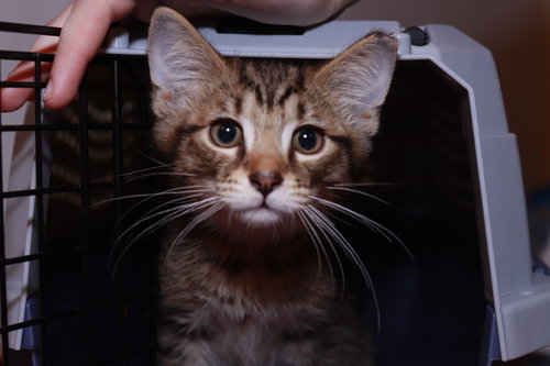 Ophelia, Baby Domestic Short Hair / Mixed (short coat), cat for adoption in Maple Heights, Ohio