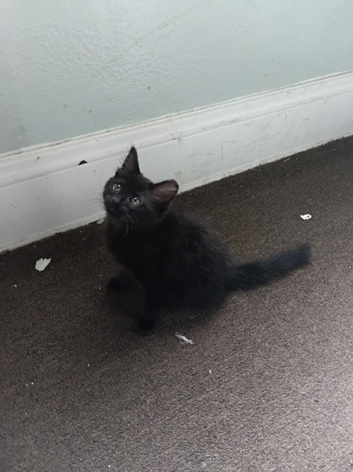 Friendship, an adoptable Domestic Short Hair in Maple Heights, OH