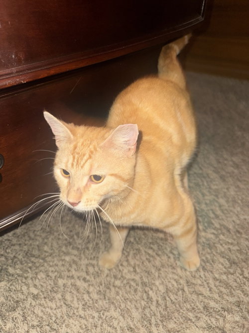 Baconator, an adoptable Domestic Short Hair in Maple Heights, OH