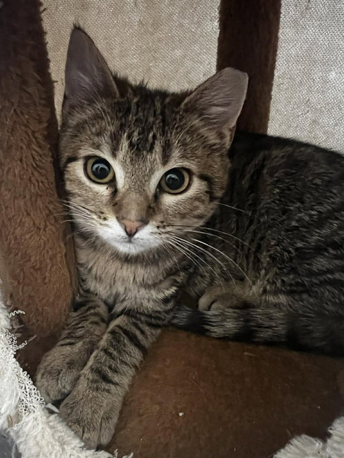 Hops, an adoptable Domestic Short Hair in Maple Heights, OH