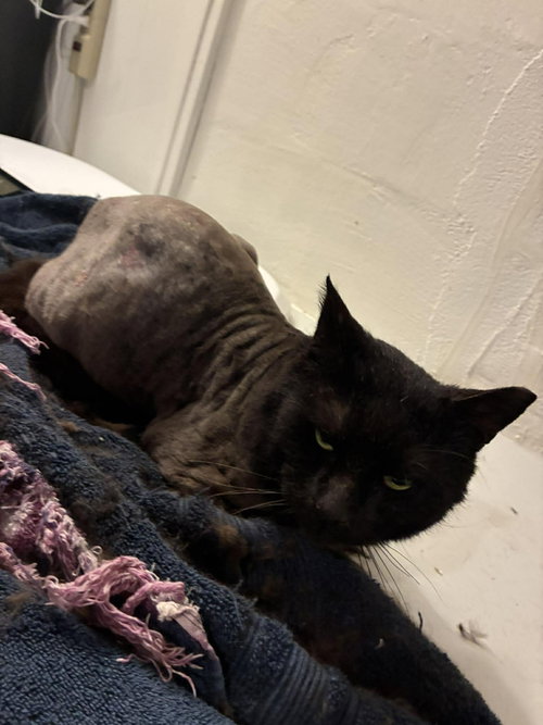 Count von Count, an adoptable Domestic Short Hair in Maple Heights, OH