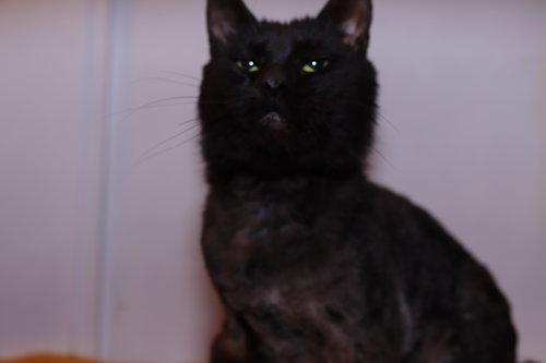 Count von Count, Adult Domestic Short Hair / Mixed (medium coat), cat for adoption in Maple Heights, Ohio