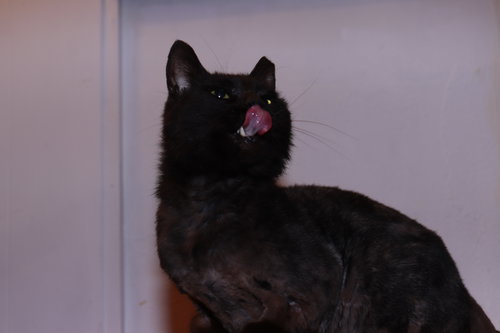 Count Von Count photo 3