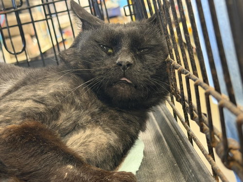 Count von Count, Adult Domestic Short Hair / Mixed (medium coat), cat for adoption in Euclid, Ohio