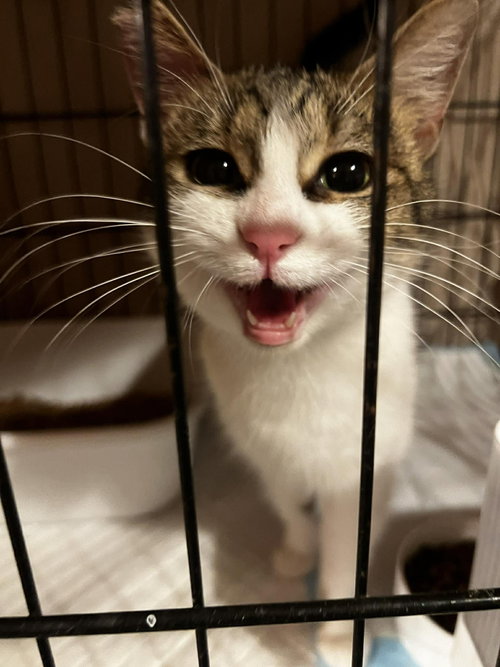 Petitioner, an adoptable Domestic Short Hair in Maple Heights, OH