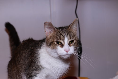 Petitioner, Adult Domestic Short Hair / Mixed (short coat), cat for adoption in Maple Heights, Ohio