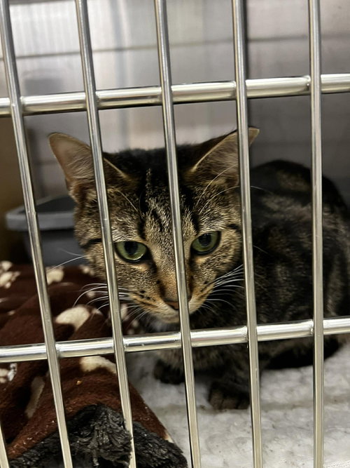 Courtroom, an adoptable Domestic Short Hair in Maple Heights, OH
