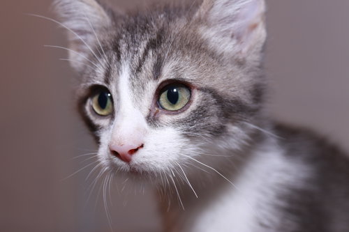 Sheep, Baby Domestic Short Hair / Mixed (short coat), cat for adoption in Maple Heights, Ohio