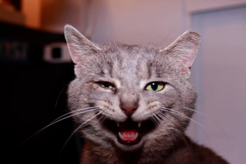 Stapes, Adult Domestic Short Hair / Mixed (short coat), cat for adoption in Maple Heights, Ohio