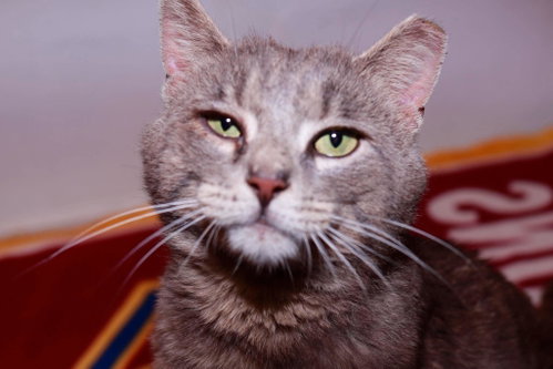 Stapes, Adult Domestic Short Hair / Mixed (short coat), cat for adoption in Euclid, Ohio